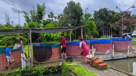 Sortir Lele Mina Tegalijo Sumberan 