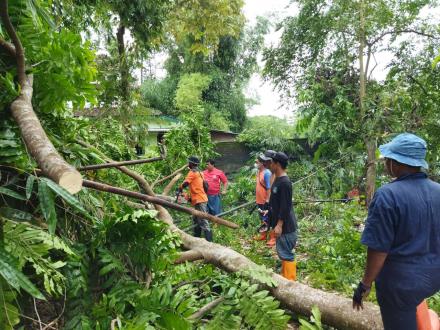 Mitigasi Pohon di Sumberan 