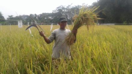 Panen Raya Bulak Onggobayan 