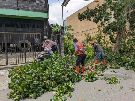 Mitigasi Pohon Jl. Tinosidin