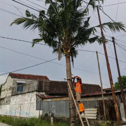 Mitigasi Pohon Cungkuk