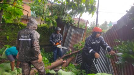 Pengkondisian Pohon Rubuh Di Wilayah Sonopakis