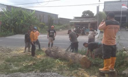 FPRB Lakukaan Mitigasi Pohon di Jalan IKIP PGRI UPY