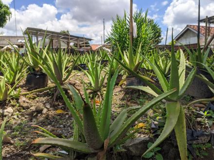 Kerja Bakti KWT Sumber Rejeki Sumberan 